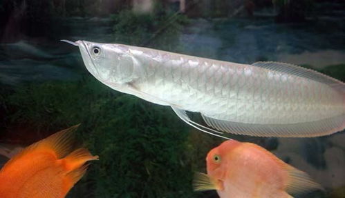 科普 我国最古老的珍惜鱼种,是风水界的爱宠