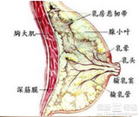 乳腺增生偏方