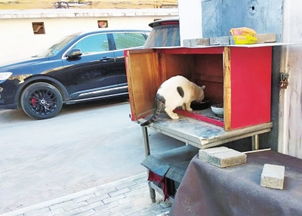 郑州一居民家中养百余只猫 邻居 熏得睡不着 