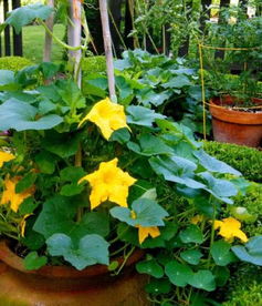 可以用花盆种来食用的11种花卉,家里有小孩种这些植物最佳