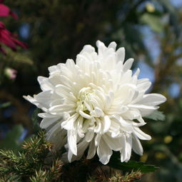 白菊花种类,白菊花：优雅的象征，独特的种类