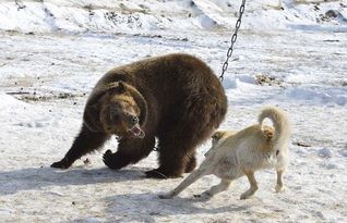 俄罗斯这个战斗民族有打猎的传统,这种犬被俄罗斯人用来猎熊