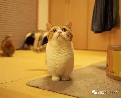 猫咪头像 日本短腿猫,黄豆粉与茶太郎