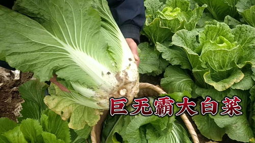 今天去地里找白菜,碰到个巨无霸 