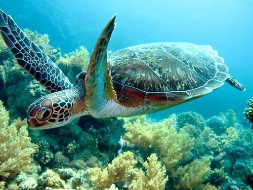 海洋科普丨关于海龟的十大秘密