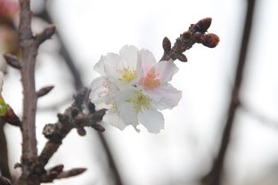 梅花的各种写法，梅各种写法