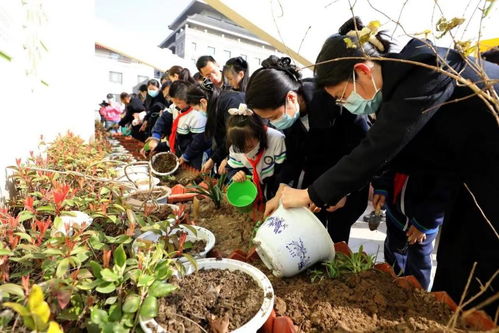 小学生将47棵中草药种在校园里 