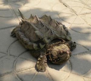 北美鳄鱼龟能长多大 