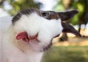 兔子有胡须吗