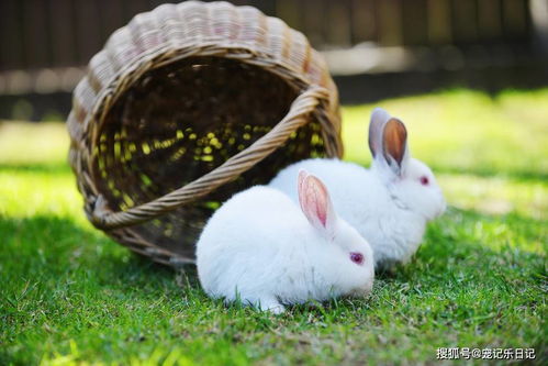 幼兔子不吃兔粮怎么办（兔子不吃兔粮只吃草怎么办）