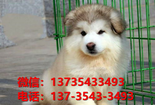 南阳宠物狗犬舍出售纯种阿拉斯加犬卖狗买狗地方在哪有狗市场