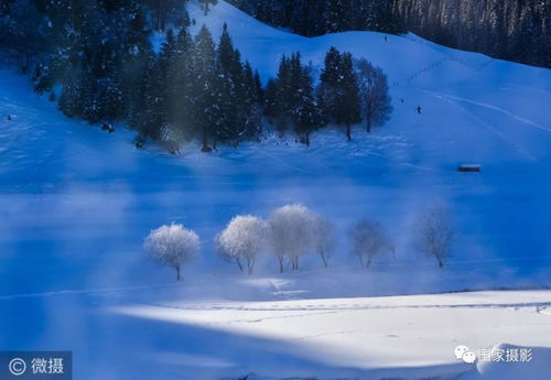 用松柏怎么造句子呀_松树雪景句子？