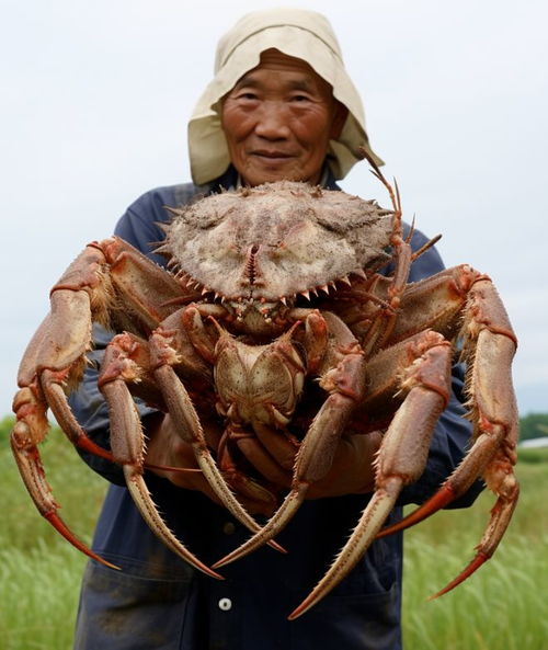 报应来了 日本多地出现变异大螃蟹 渔业受到严重影响