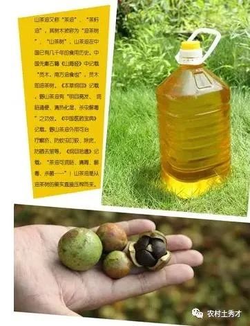 有 东方橄榄油 之称的茶油,为何现在很少人吃了,是什么原因