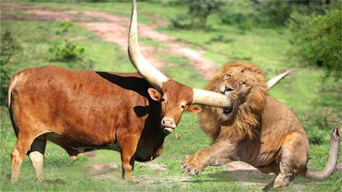 狮子被其他动物惨死的瞬间汇编,狮子VS水牛,角马,长颈鹿 
