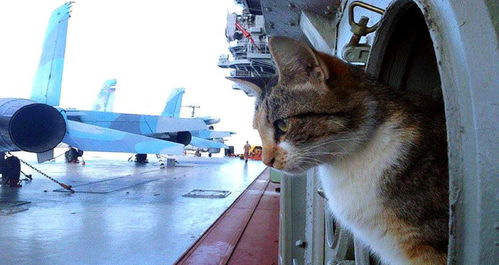 为什么要在军舰上养猫,核潜艇也不例外,抓老鼠只是其次 