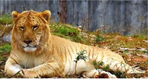 美国一狮虎兽重达408公斤,刷新了世界纪录,它为何能长这么大