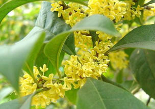 杭州的市花是哪一种花,杭州的市花——桂花，香飘千年的美丽传说