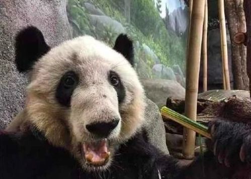 疑遭虐待, 瘦骨嶙峋 美国动物园再次被曝恶劣对待大熊猫,抑郁症