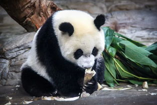 今秋天津又添一生态主题公园 熊猫 长颈鹿 四季冰雪馆......就在这个区