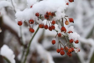 一场飘雪,一场梦