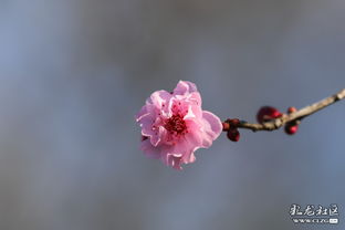 独花飘零落满地...... 黑龙 