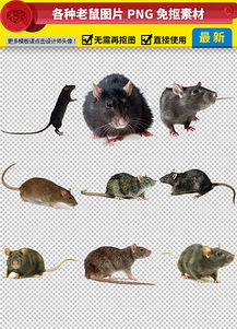 PSD老鼠简画 PSD格式老鼠简画素材图片 PSD老鼠简画设计模板 我图网 