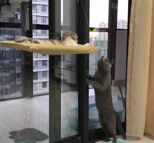 主人给猫咪在阳台做窝,二只猫咪为抢窝,都直接大打出手