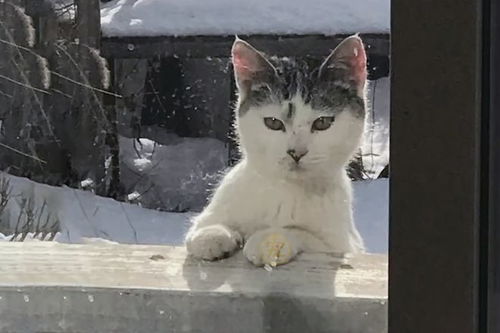 被主人弃养的小猫,在雪地里无助发抖,查看监控发现揪心画面