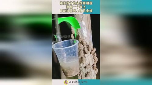 老爸设计的金蝉捕捉器,整整一个晚上,竟能捕捉到上百只金蝉