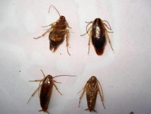 蟑螂进屋的预兆发财,有一只蟑螂就有一窝吗？家里有蟑螂的原因是什么？