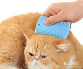 养猫如何保持家里清洁卫生