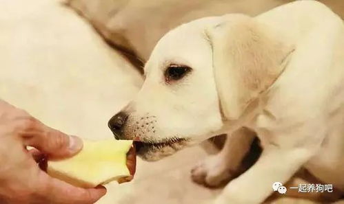 狗狗能吃的 人类食物 到底有哪些 不知道的,看过来