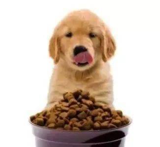狗狗是肉食动物吗 你知道如何正确选择狗粮吗