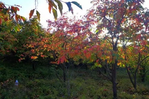 宜宾这个地方 一眼观四县,遍地古柿树,三天都逛不完…(江安区免费停车场)