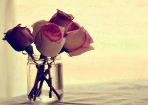我爱玫瑰的高贵优雅,宛如一名贵妇