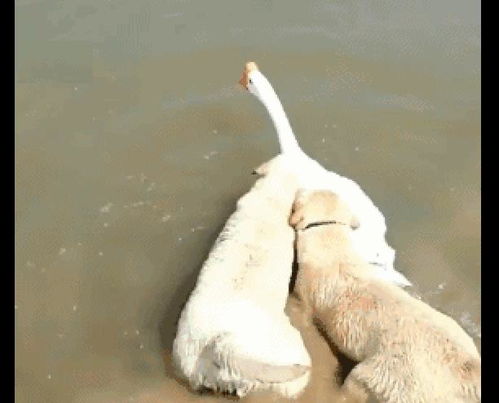 大鹅想要下河游泳,没想到两只狗一起咬住它不让走 你别想不开