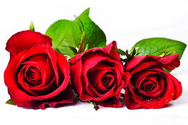 红玫瑰这首歌是出轨了吗(男朋友送19朵红玫瑰花给别的女人,算出轨吗。)