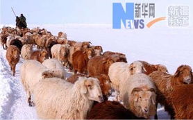 阿勒泰 连续降雪威胁牲畜生存 