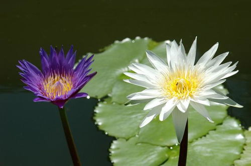 12星座女爱情预测 12星座女的爱情底线 12星座女分别对应什么花