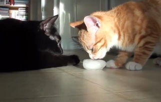 主人扔了一个小冰块给猫咪,结果把橘猫折磨的欲罢不能 