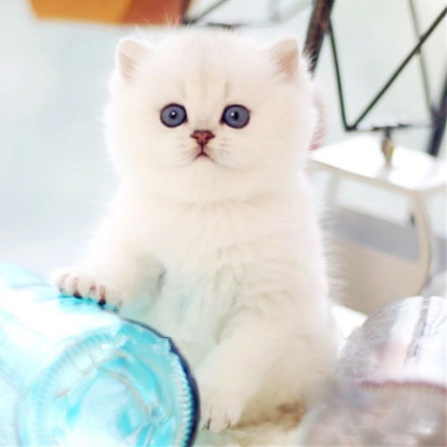 图 天津汉沽猫舍直销银渐层一般多少钱一只 天津宠物猫 