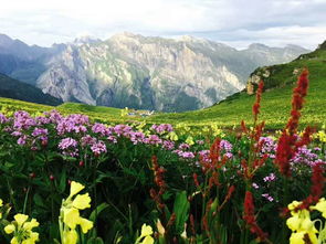 梦回九顶山 待到山花灿烂时 她在丛中笑 