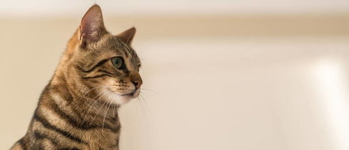 费洛蒙是什么 在猫身上真有那么神奇的作用 一篇文章告诉你