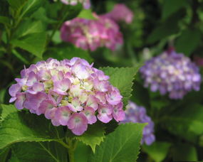 小绣球花花语,绣球花花语是什么，绣球花的寓意及象征