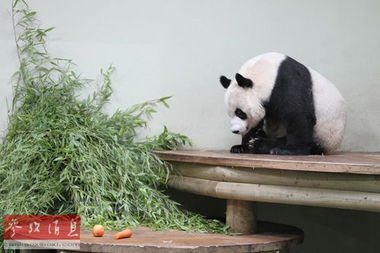 英媒 大熊猫假孕或意在提高 生活品质 