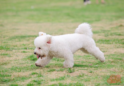 比熊犬图片,比熊犬价格,卷毛比熊犬 太平洋时尚网专区 