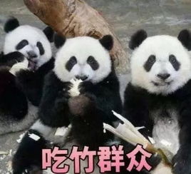 给熊猫取名是严肃的事,能不能别这么为所欲为啊
