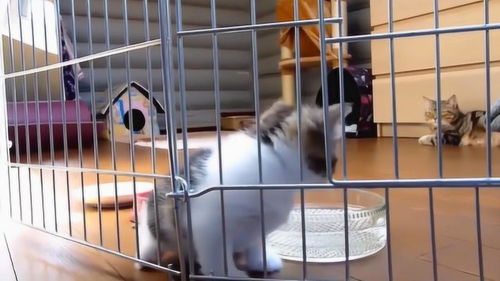 这猫咪是被关在笼子里了吗 是不是太皮了,才被关的 