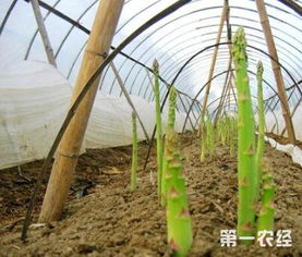 关于芦笋的种植方法图片,芦笋种植